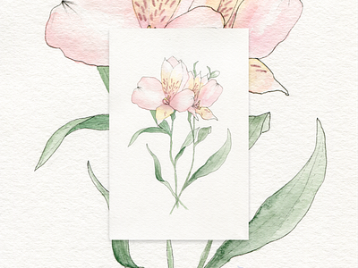 Watercolour Lilies design handdrawn painting sketch watercolor watercolour
