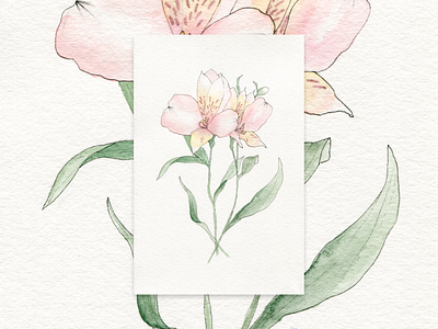 Watercolour Lilies