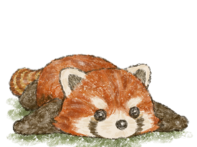 Red panda in prone position animals character cute illustration red panda zoo