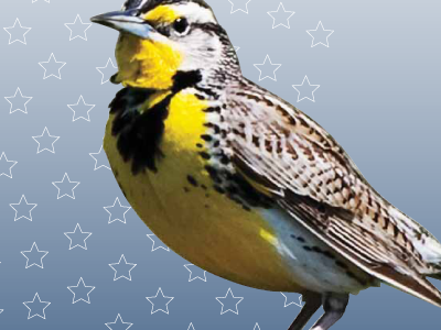Directory Cover black blue gradient meadowlark put a bird on it stars yellow