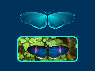 Butterflies 2019 branding cncwadani creative design flat graphic design icon illustration illustrator logo photo photographer