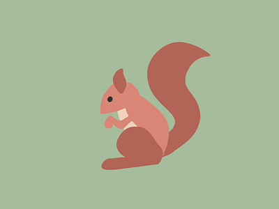 Eurasian Red Squirrel