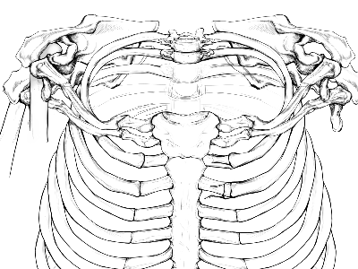 Ribcage with 4 shoulderblades anatomy drawing in progress ribs