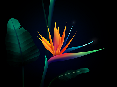 Bird of Paradise bird bird of paradise flower nature