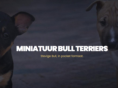 Miniature Bull Terrier Website breeder landingpage minibull ui website wordpress
