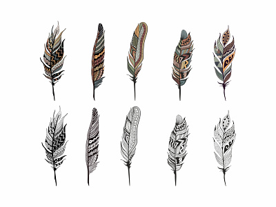 Feathers illustration