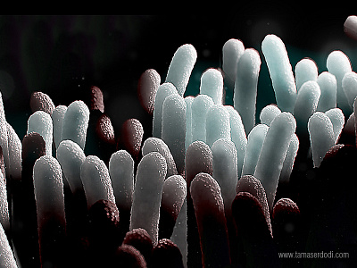 Electron Microscope Bacteria 3d bacteria microscope molecule