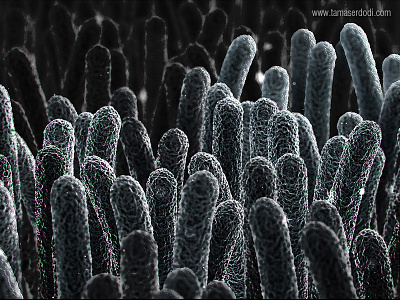 Electron Microscope Bacteria Shot02