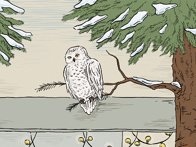 Editorial Illustration — Owl Detail birds color design digital drawing illustration ink owl snow tree winter