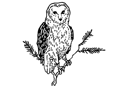 WIP — Owl on pine branch birds black and white design detail illustration illustrator nature pen and ink process scan vector work in progress