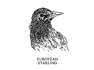 European Starling Illustration bird birding birds design drawing graphic design illustration illustrator ink ornithology vector wip