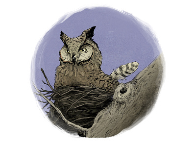 Great Horned Owl (Mother on Nest) birds digital drawing icon illustration ink ornithology owl owls pen and ink procreate procreate app storybook traditional
