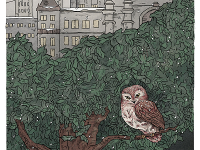 Saw-whet Owl in Central Park (detail) birding birds digital drawing hand drawn illustration illustrators ink new york city ny nyc owl pen and ink procreate