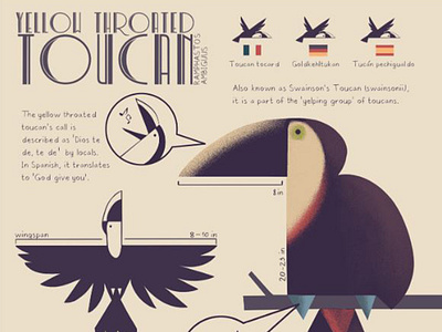 Toucan infographic 2d art 2d artist animal art creature art creature design infographic toucan