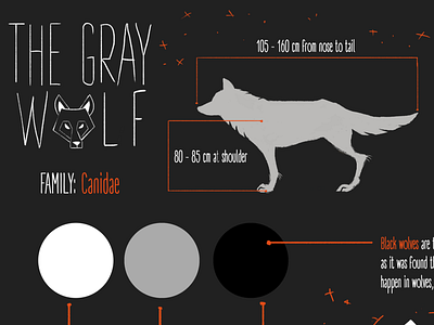 Wolf Infographic 2d art 2d artist animal art creature art infographic infographic design wolf