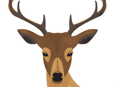 Deer deer illustration nature