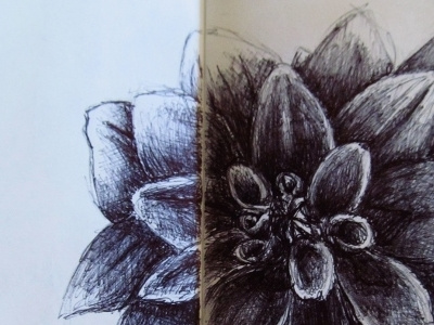 Getting Sketchy Pt III and black dahlia flower illustration pen white