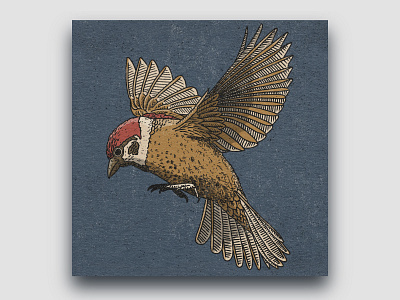 Hope bird design hope illustration procreate sparrow texture