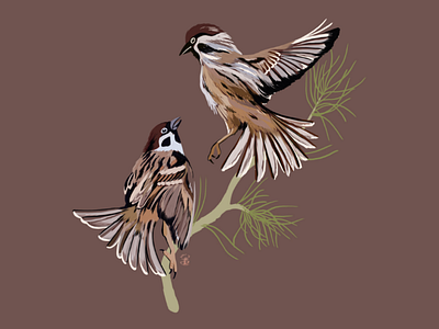 Sparrows