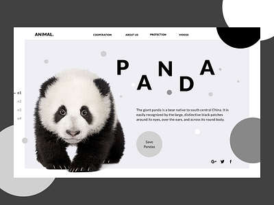 Panda. Animal. Concept