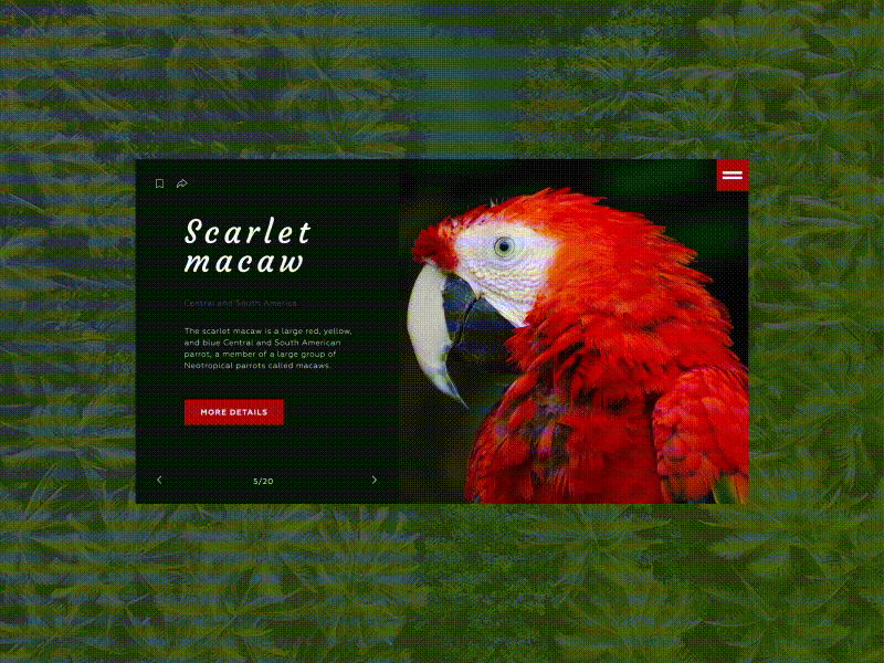 Macaw. Travel blog - Web page Concept
