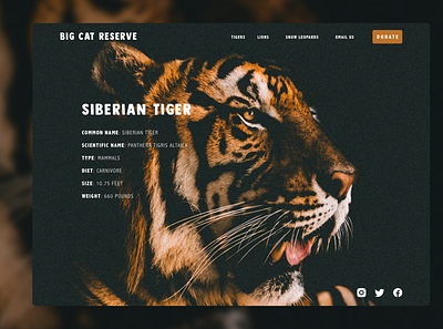 BCR Tigers - Species Overview animals app design desktop species tiger ui ui design ux ux design uxdesign web website