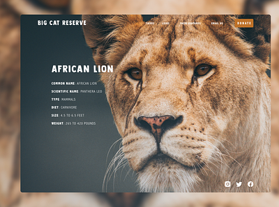 BCR African Lion - Species Overview animals design desktop lion species ui ui design ux ux design uxdesign web website