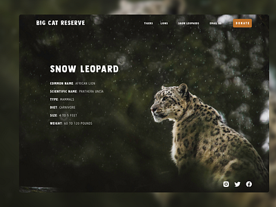 BCR Snow Leopards - Species Overview