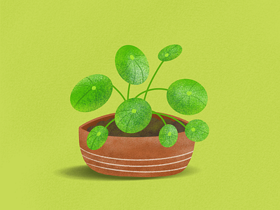 New year, new plant 🌱 Pilea Peperomioides