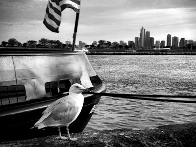 Gull By Christian Picciolini chicago gull iphone lake navy pier picciolini seagull usa