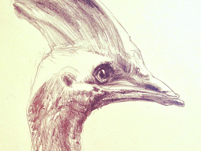 Cassowary bird birds bw drawing moleskine pencil sketch sketchbook