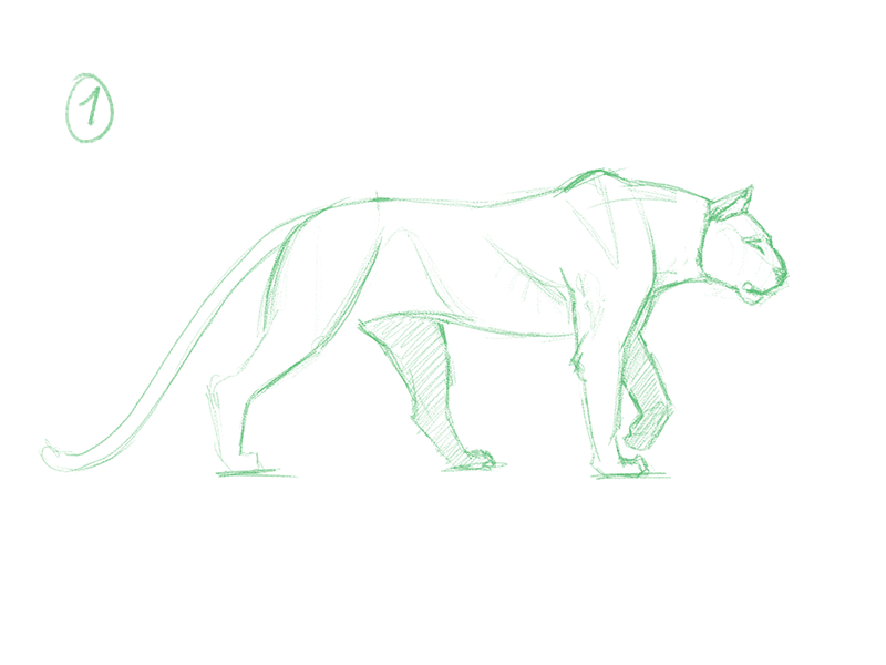 Big Cat Walk Cycle (rough) 2danimation 4 legged animal animation frame by frame lion lioness loop walkcycle