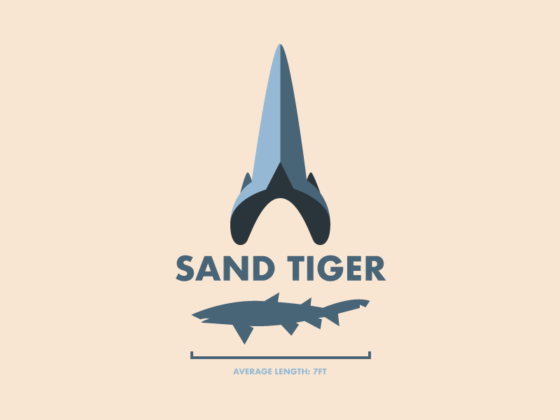 Angry Shark Attack Game designs, themes, templates and downloadable graphic  elements on Dribbble