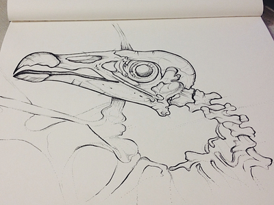 Skull birds anatomy bird birds drawing illustration ink paper pencil scientific sketchbook skull