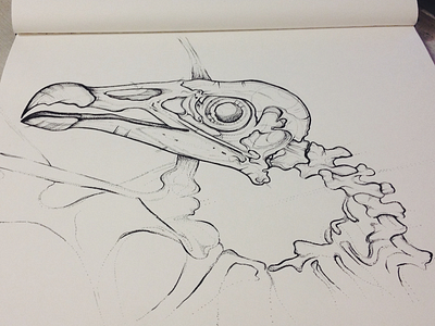 Skull birds