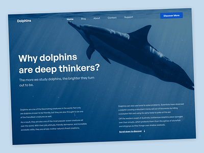 Dolphins – Website Concept animal composition design desktop dolphin landing page minimal typography ui ux