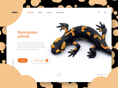 Fire Salamanders colors design desktop illustration minimal salamadra screen typography ui ux vector web