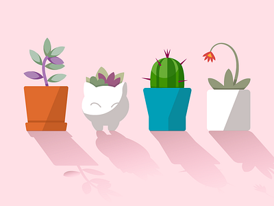 Succulents design graphic design illustration