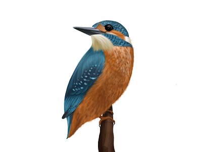Kingfisher bird design illustration ipad kingfisher procreate