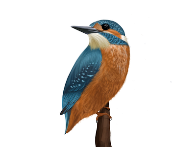 Kingfisher