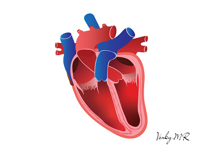 humanheart bestdesign design heart heart logo heartanatomy heartbloodvessels humanheart illustration venkatesh