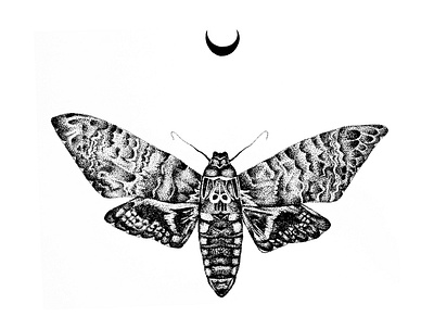 Death Head Moth black and white drawing illustration minimal moth pointilism poster stippled stippling