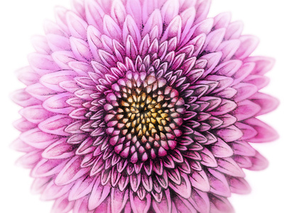 Packaging WIP - Flower illustration (part 2)