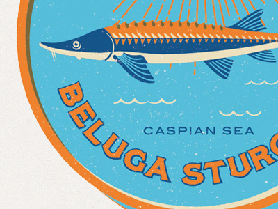 Beluga blue can fish illustration poster sea sturgeon