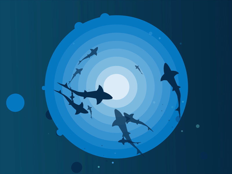 sea shark ae aep aftereffect ai animation art bubble characterdesign creative design dribbble dribbleshot gif illustraion motiongraphic river sea sharks trending