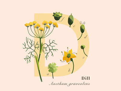 36 Days of Type D 36daysoftype 36daysoftype04 artchallenge botanical art botanical book botanical illustration concept digital art dill flat design health herbs illustraion ipadpro plants spice typography typography art typography design