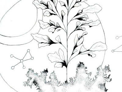 Fractal and Leaves black and white constellation fractals hand drawn illustration ink leaves line art organic plant