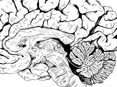 Brains! anatomy black and white body brain illustration ink micron pen physical science