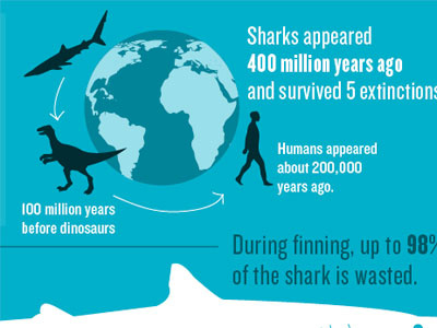 Shark Infographic animals blue charts extinction graphs illustration infographic sharks vector white wildlife