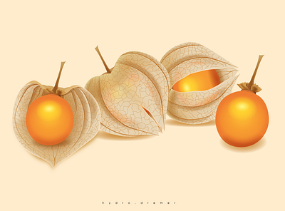 Physalis peruviana art color concept creative design drawing illustration physalis peruviana physalis peruviana vector